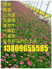 水印面積較大