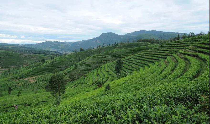 禮品茶定制企業(yè)如何高效自建營銷型網(wǎng)站？